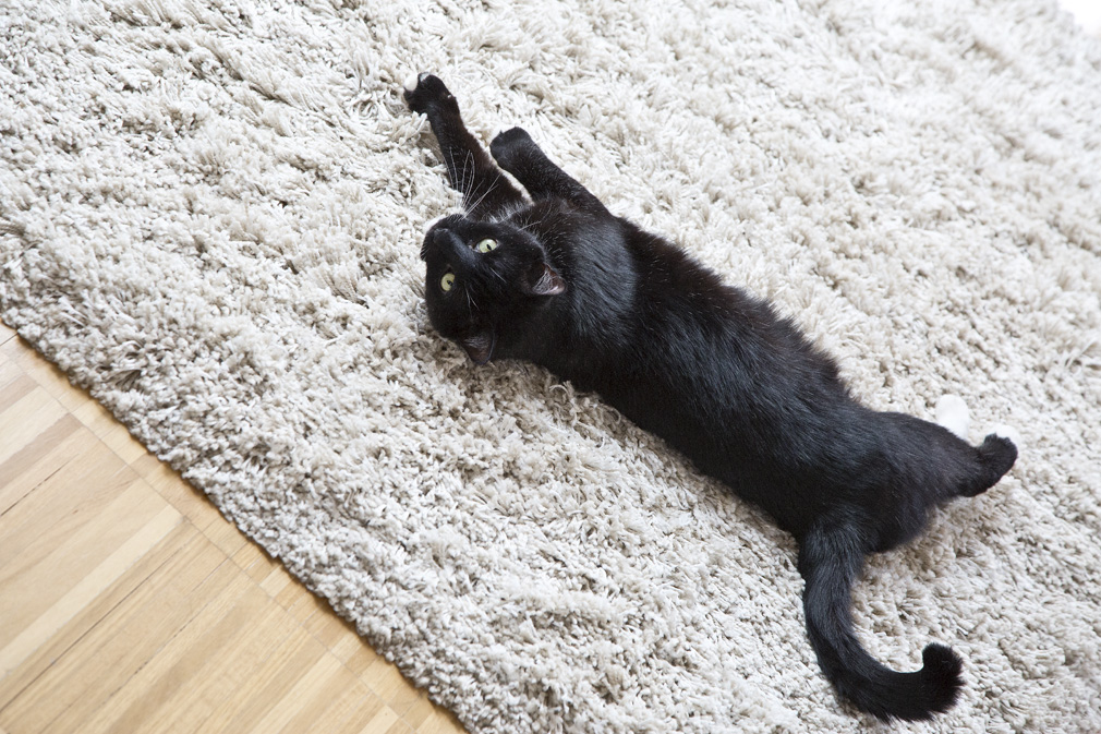 stile essenziale gatto