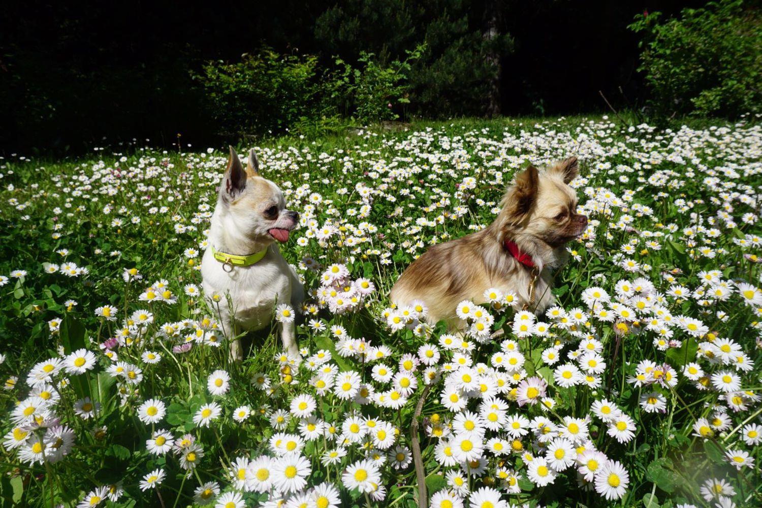Dalani, Giulia Valentina e Le Sue Cagnoline Chihuahua Gue e Chewbecca Dalani, Giulia Valentina, Casa, Parigi, Milano, Tv, Spazio, Passione