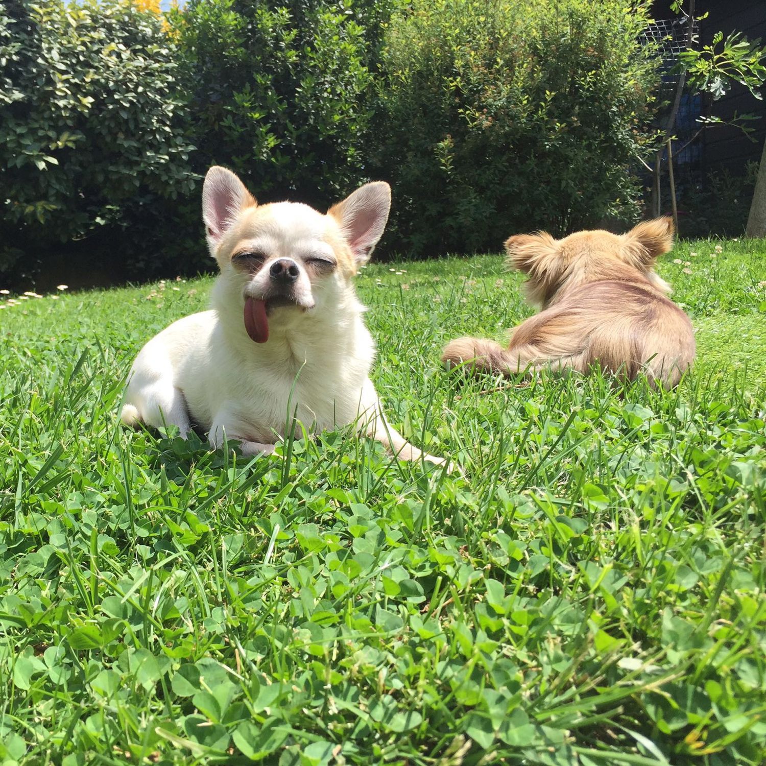 Dalani, Giulia Valentina e Le Sue Cagnoline Chihuahua Gue e Chewbecca al Parco Dalani, Giulia Valentina, Casa, Parigi, Milano, Tv, Spazio, Passione