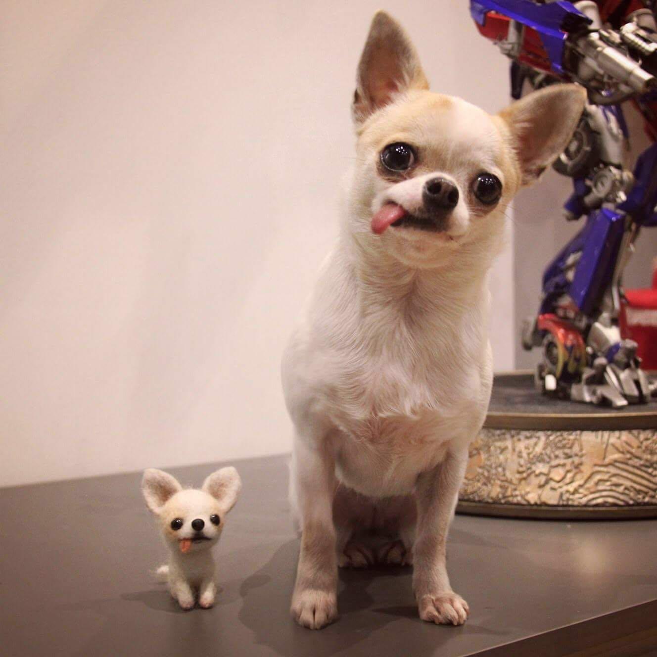 Dalani, Giulia Valentina, La Sua Cagnolina Chihuahua Gue e un Peluche Dalani, Giulia Valentina, Casa, Parigi, Milano, Tv, Spazio, Passione