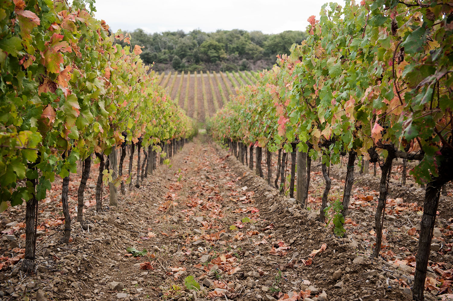 Borgo Scopeto, Toscana, Vino, Stile, Albergo, Rustico, Chianti