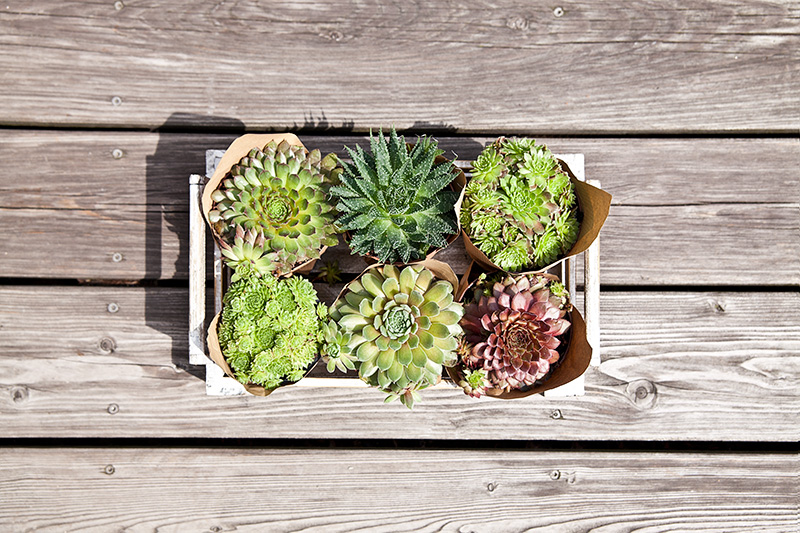 Cactus2