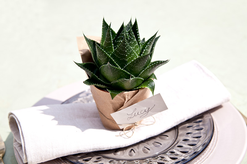 Cactus4