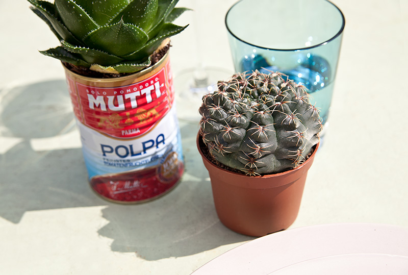 Cactus6