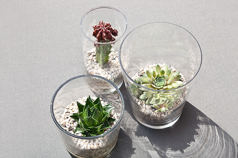 Cactus7