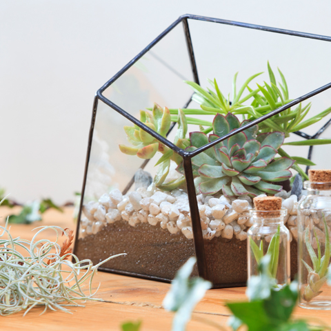 Indoor Gardening