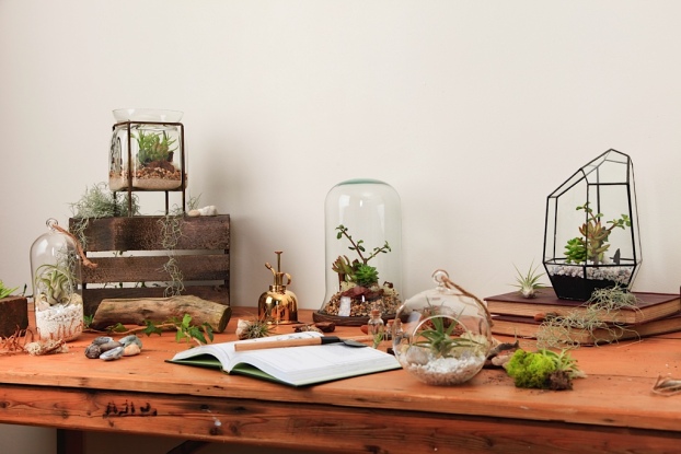 URBAN BOTANIST-1010
