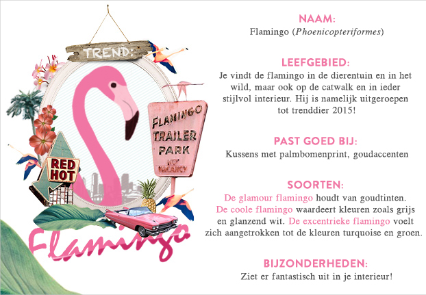def_magazine_nl-newstrends-flamingo-love-steckbrief-2