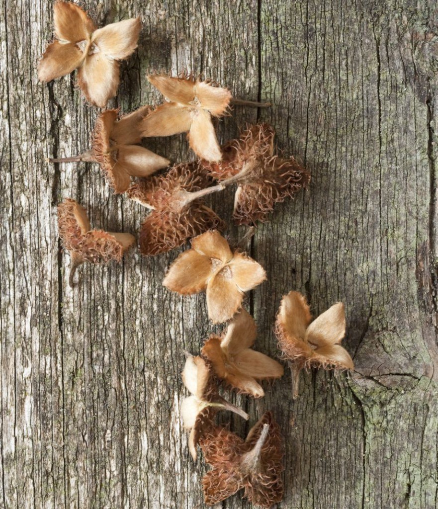 Bucheckern auf Holz