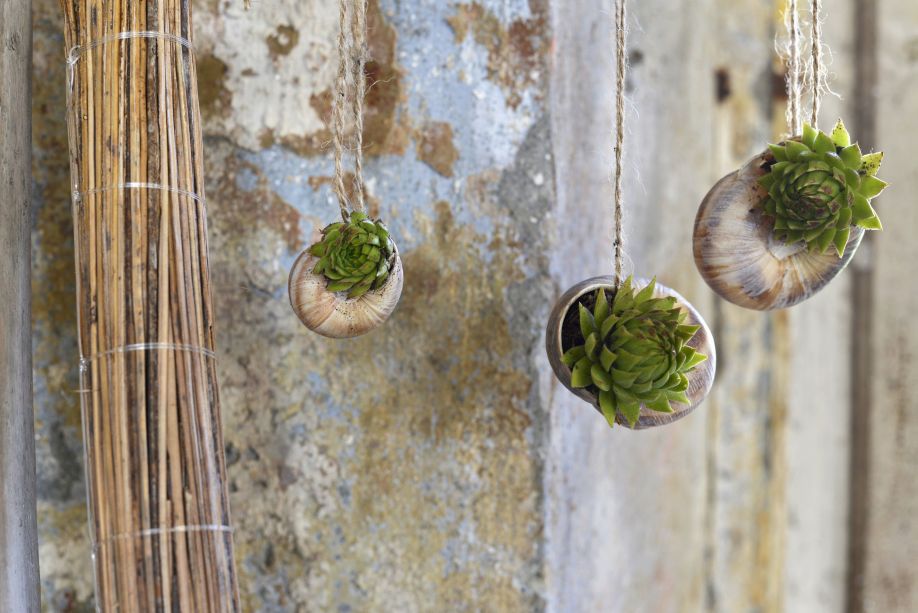 Westwing-planten-vetplant-in-schelp