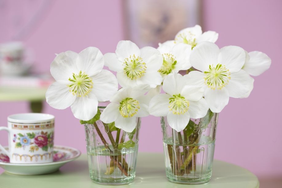 lentebloemen wit in kleine glaasjes
