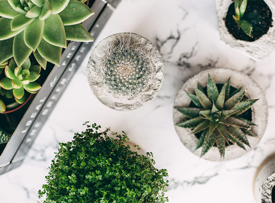 00. plantjes
