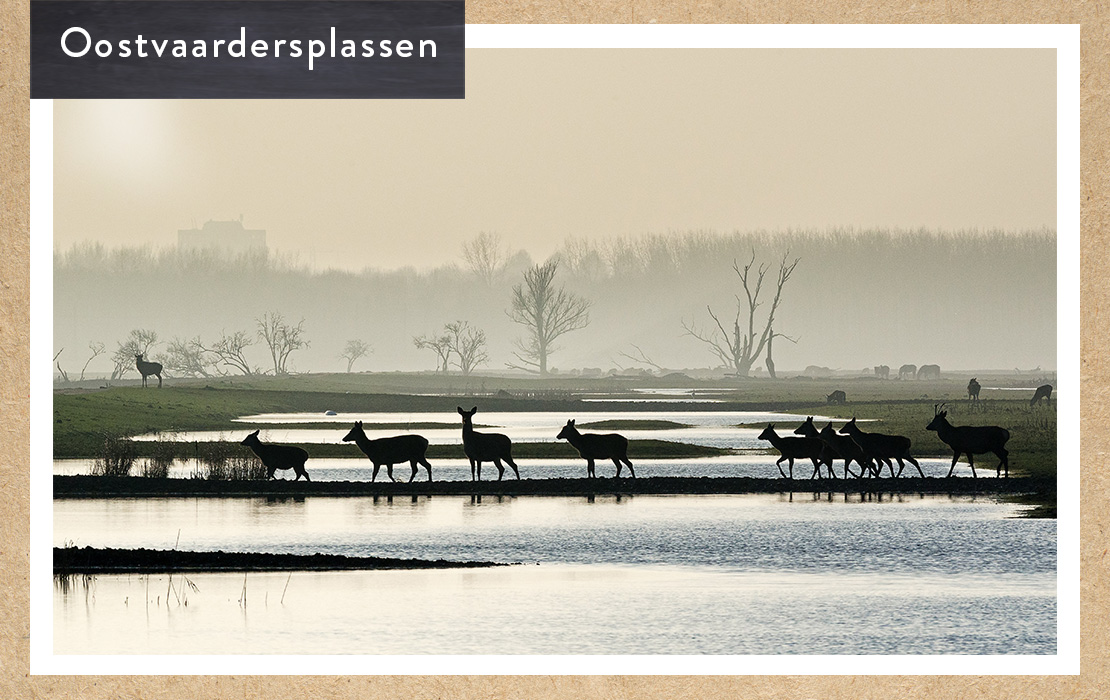 01_oostvaardersplassen_vakantiewijzer