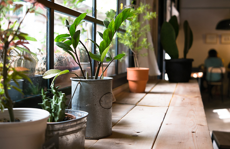 Mayra's botanische hotspot: indoor garden