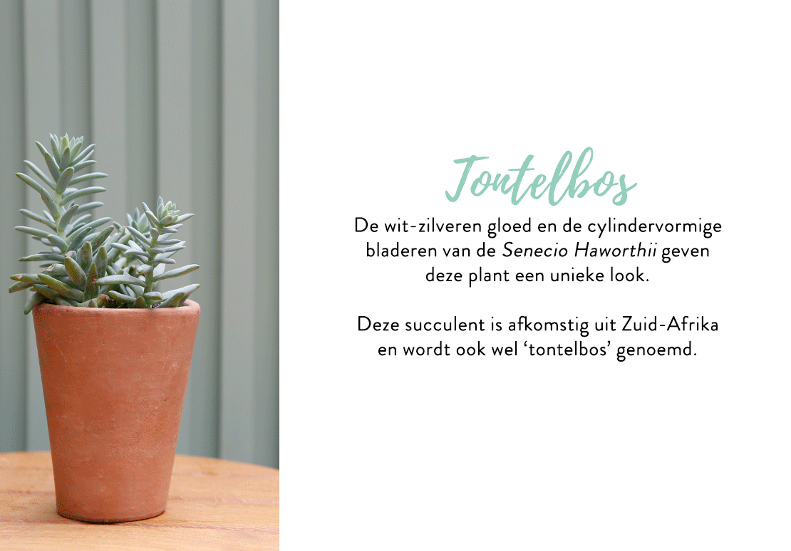 cactus-vetplanten-gids-gif
