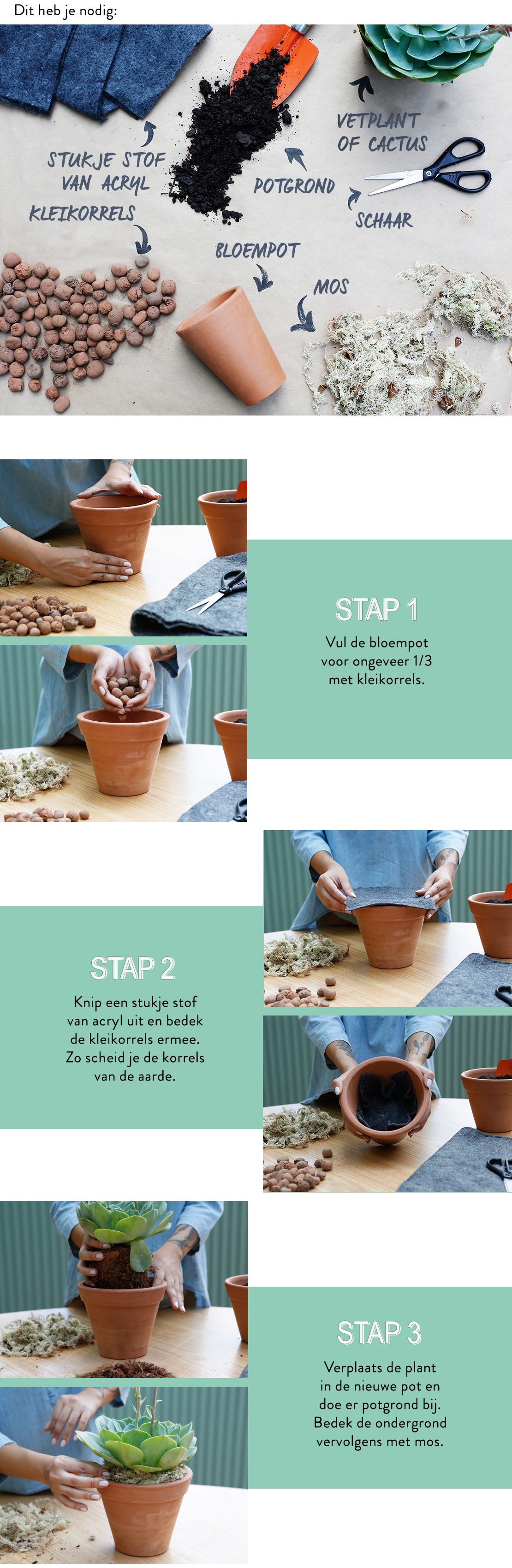 cactus-vetplanten-verpotten-stappenplan