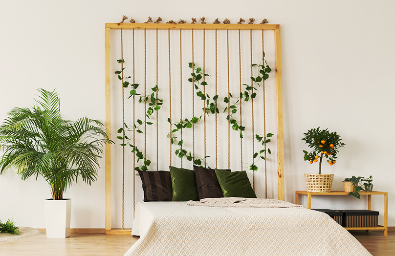 5 x planten voor een betere nachtrust