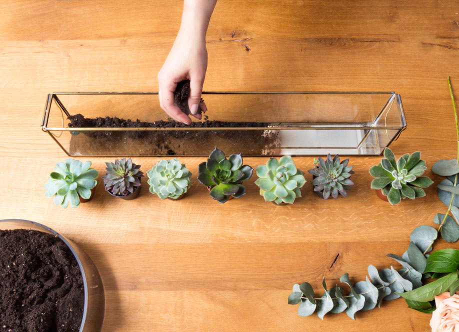 podłużne szklane terrarium