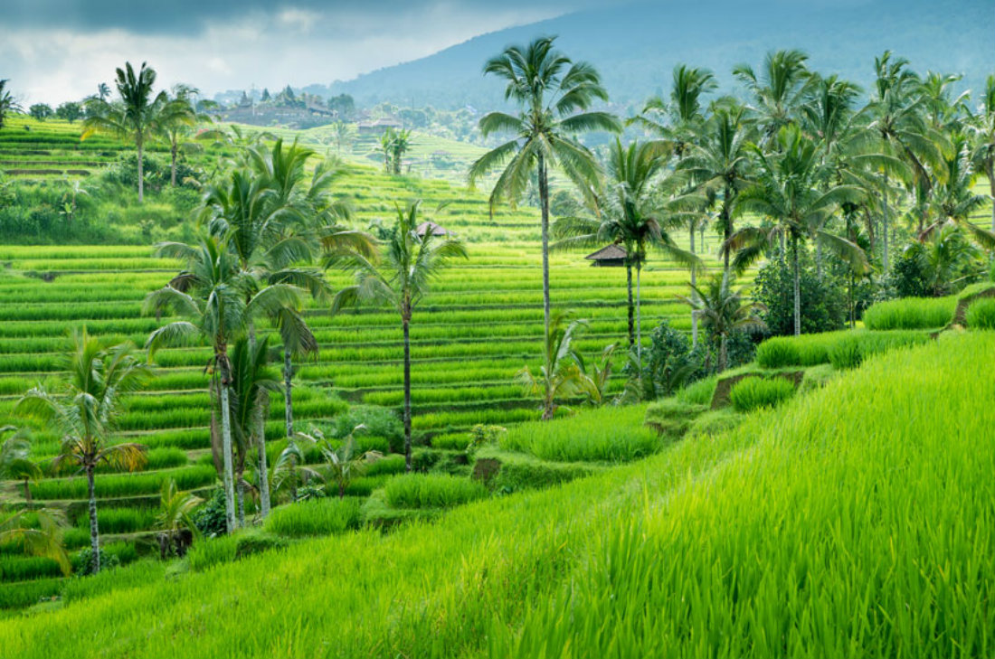 pola ryżowe na Bali