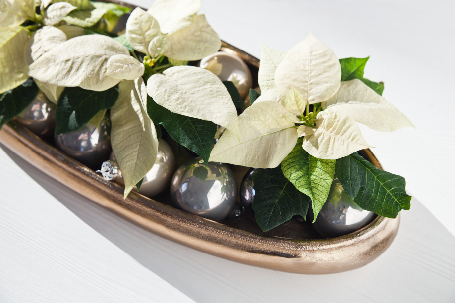 westwing-poinsettie-na-tacy