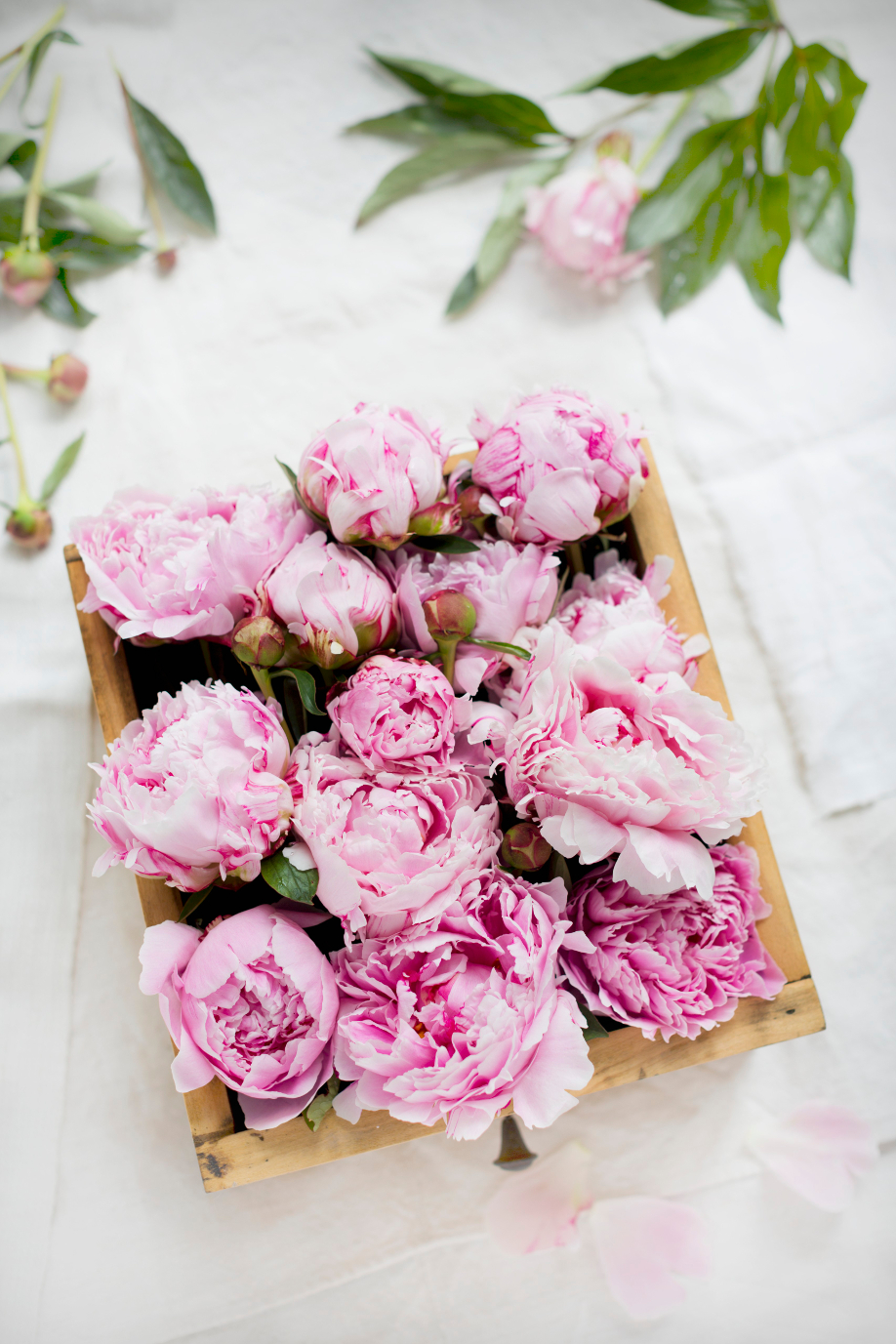 Westwing-kwiaty-peonie-2