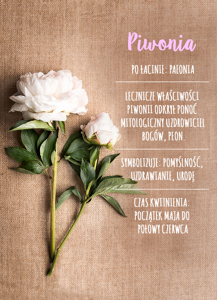 Westwing-DIY-piwonie-kilka-ciekawych-faktow-na-ich-temat-grafika-PL