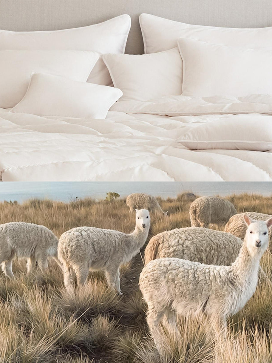 MyAlpaca